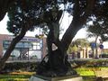 A wellhead in Chioggia that has a statue as the lid