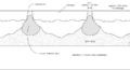 Thumbnail for version as of 13:08, 8 March 2025