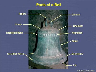 Bell Anatomy