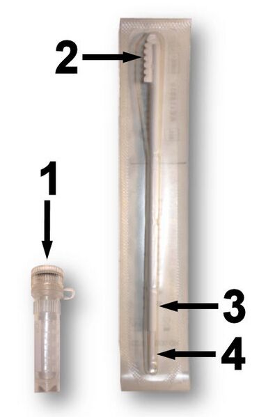File:Cheek swab numbered.jpg