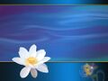 Thumbnail for version as of 13:08, 8 March 2025