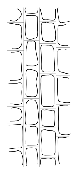File:Joint--iron line.png