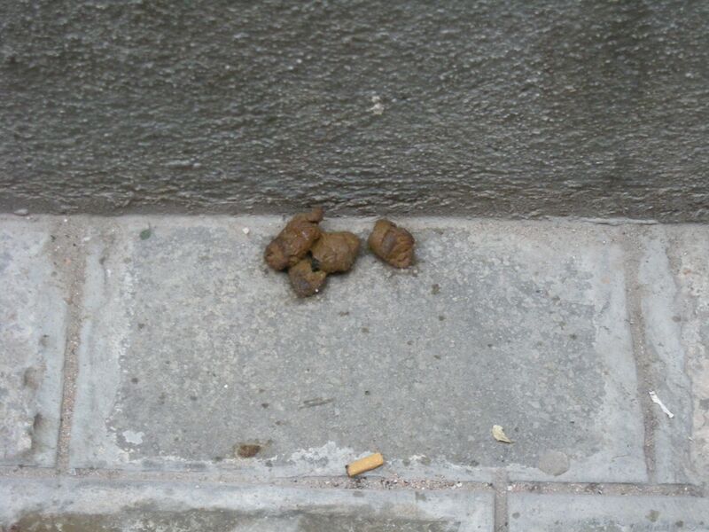 File:Dogpoop.jpg